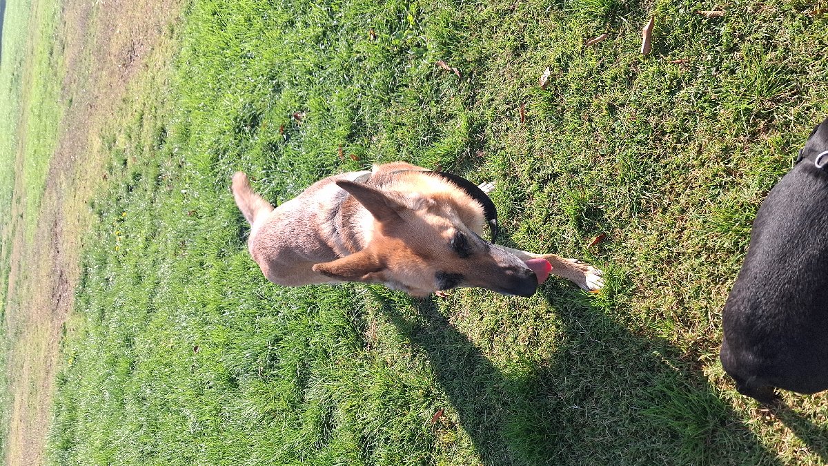 Foto de Perrito