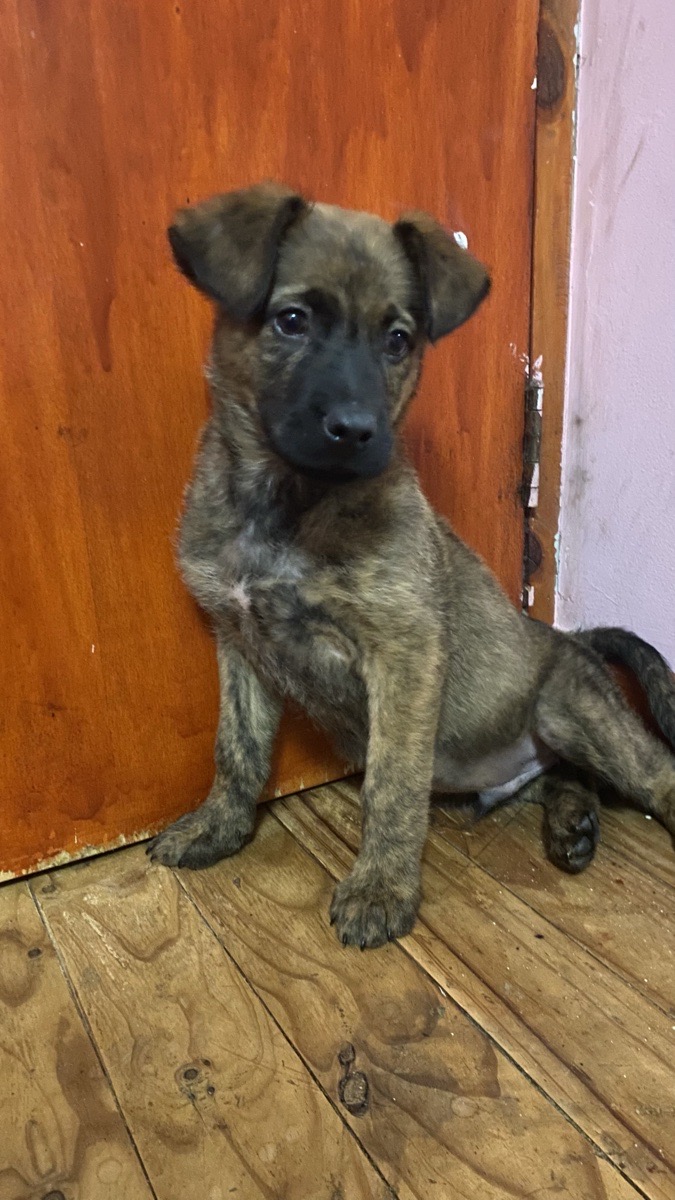 Foto de Milo