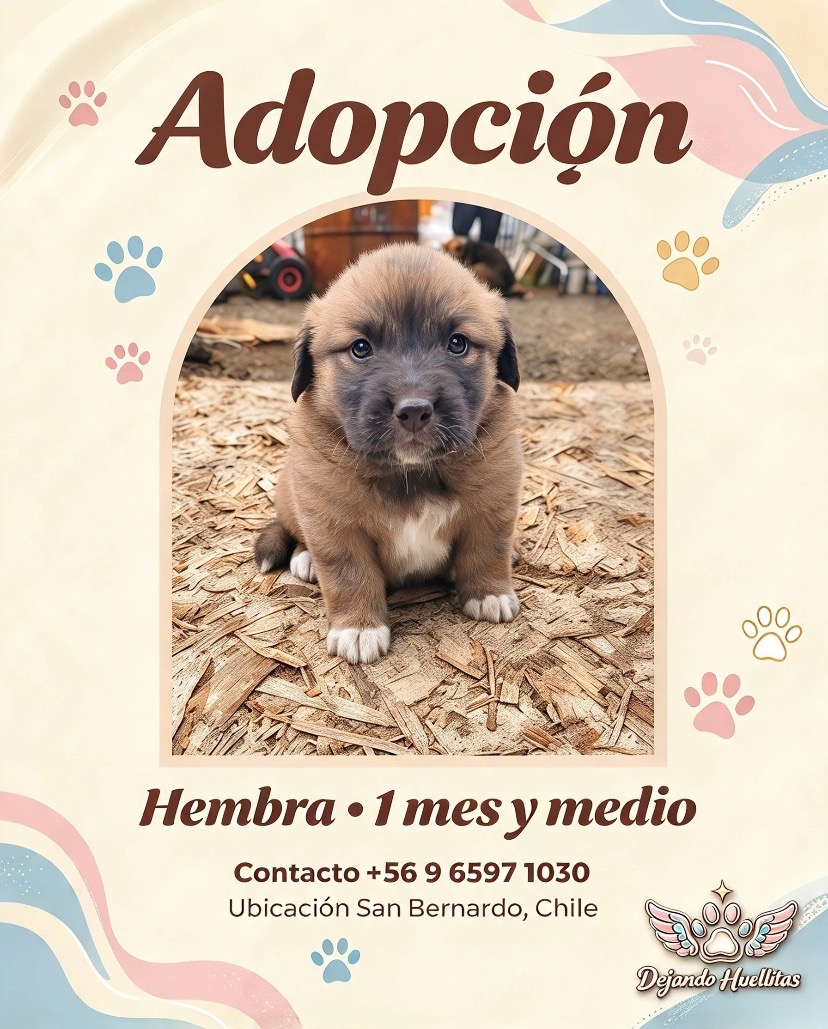 Foto de ámbar, perro en adopción en Santiago