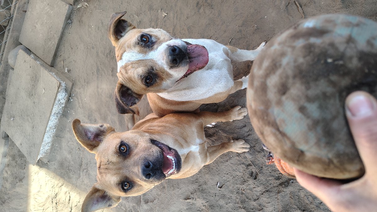 Foto de mocca y capu, perro en adopción en La Calera