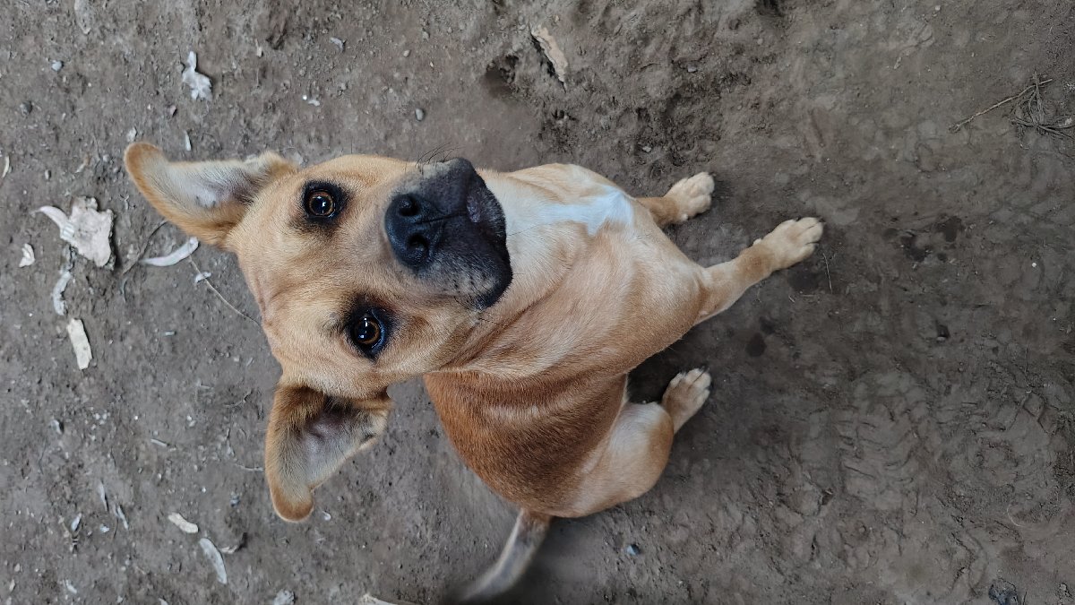 Foto de mocca y capu