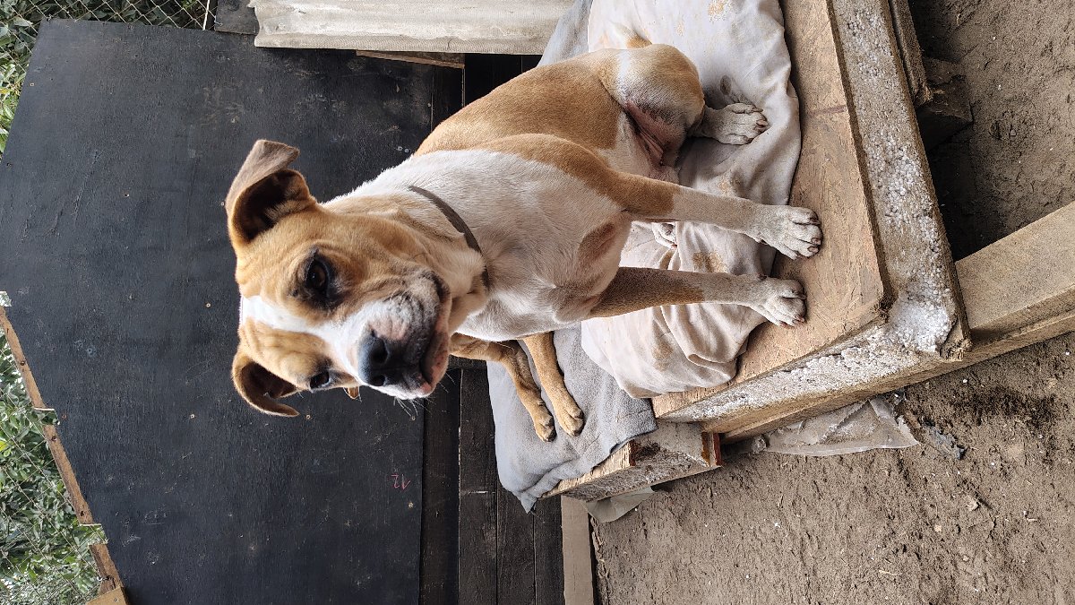 Foto de mocca y capu