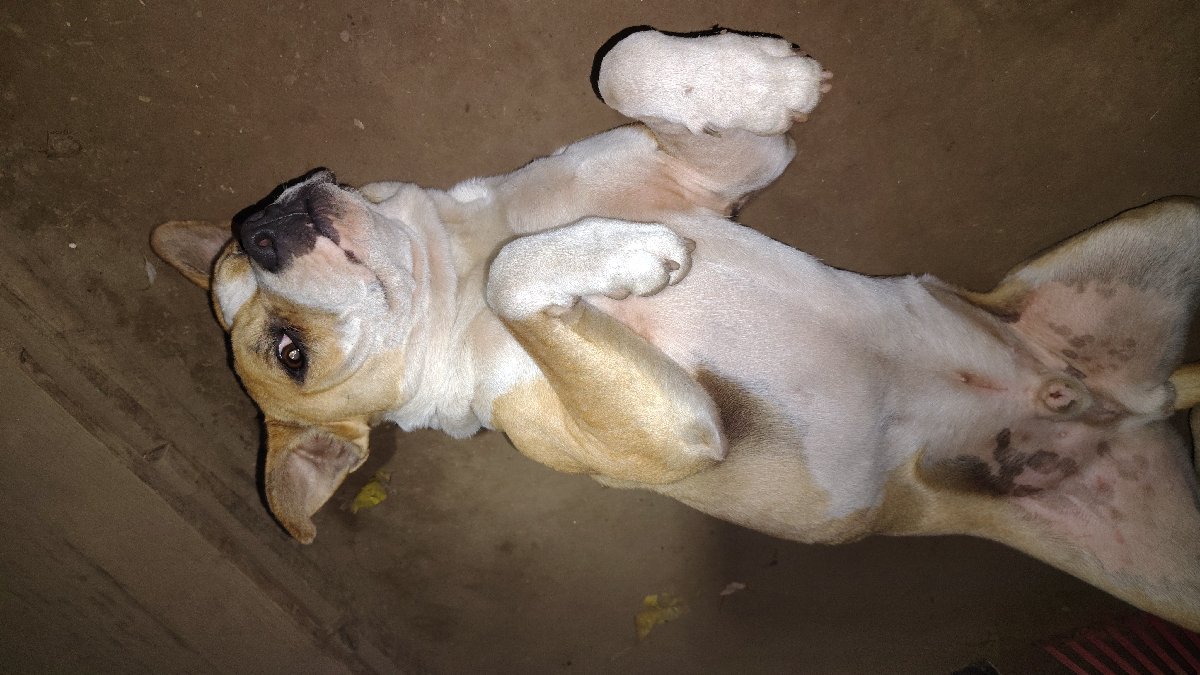 Foto de mocca y capu