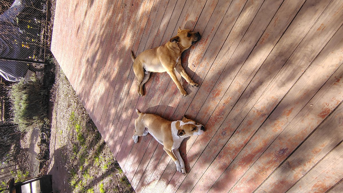 Foto de mocca y capu