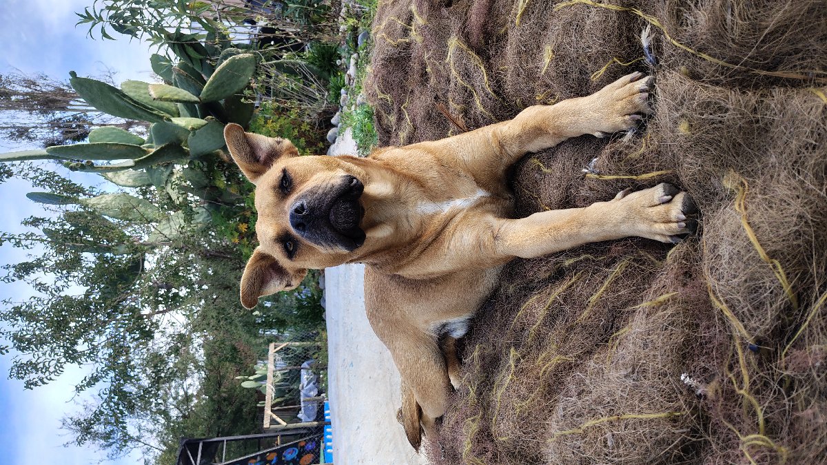 Foto de mocca y capu