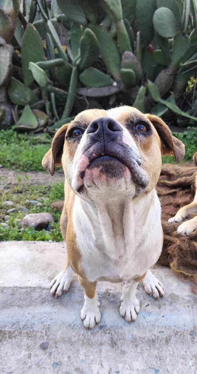 Foto de mocca y capu