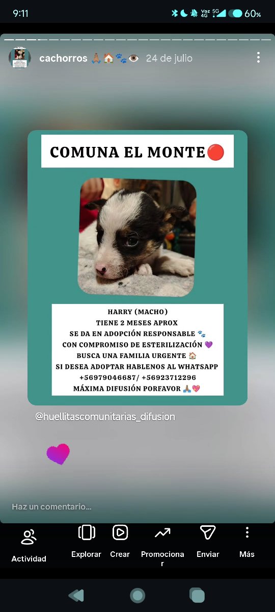 Foto de Susy y sus hermanitos buscan una familia urgente 🔴