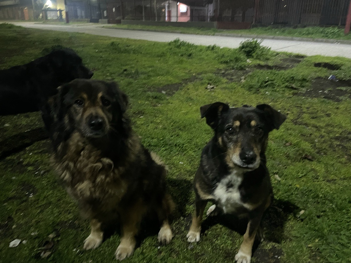 Foto de Perrito