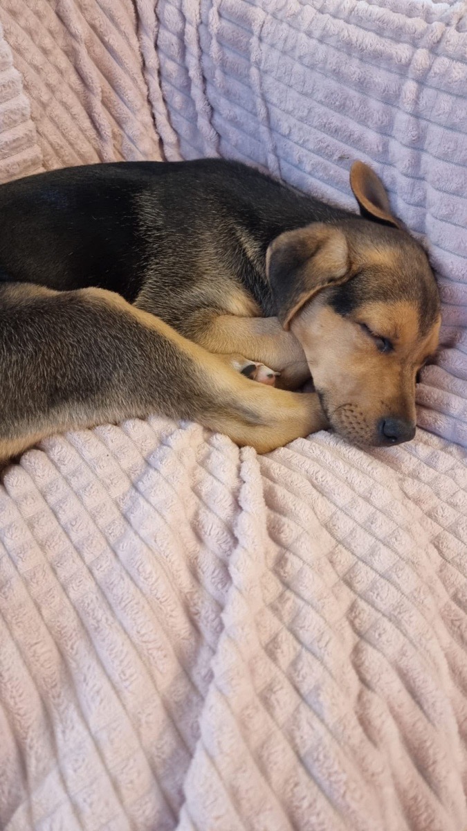 Foto de Perrito