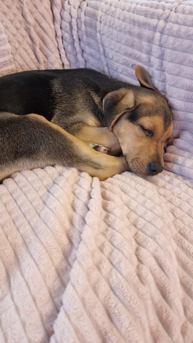 Foto de Perrito