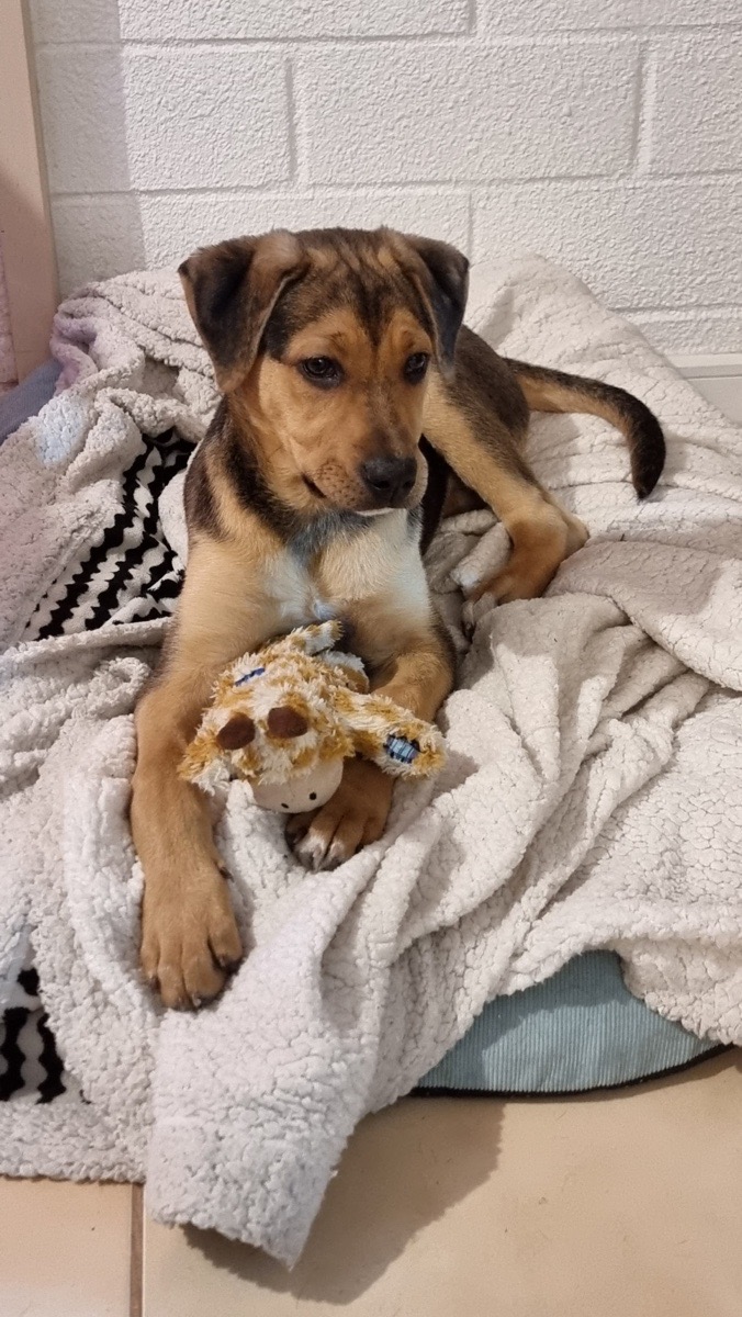 Foto de Perrito