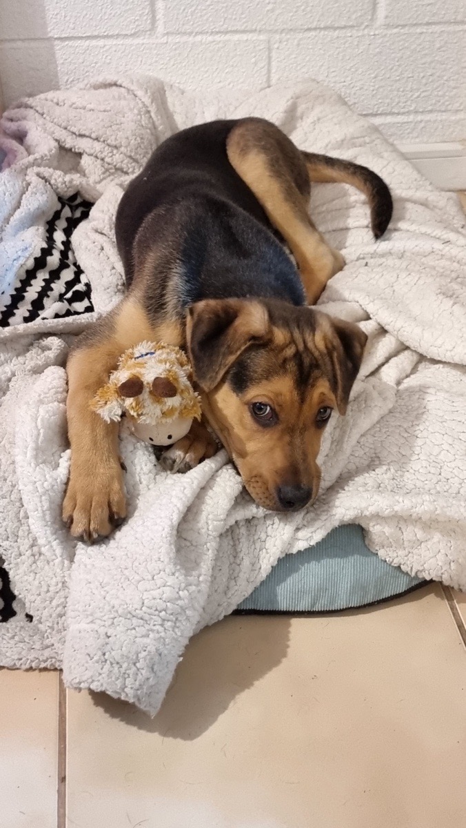 Foto de Perrito