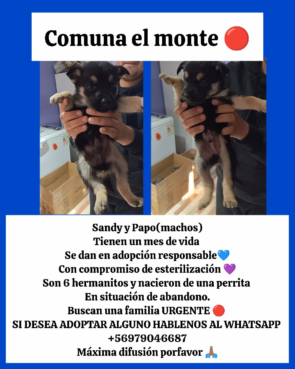 Foto de Sandy y Papo