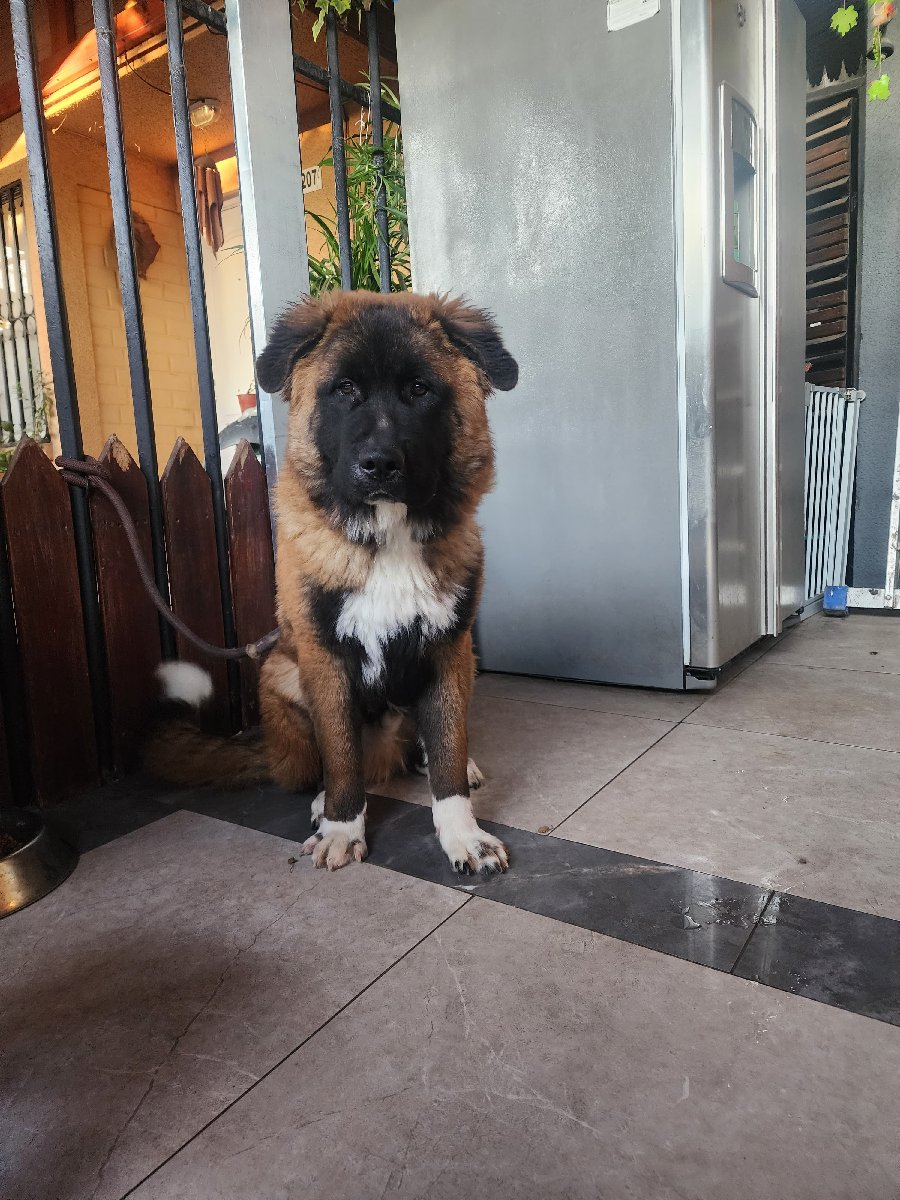 Foto de Perrito