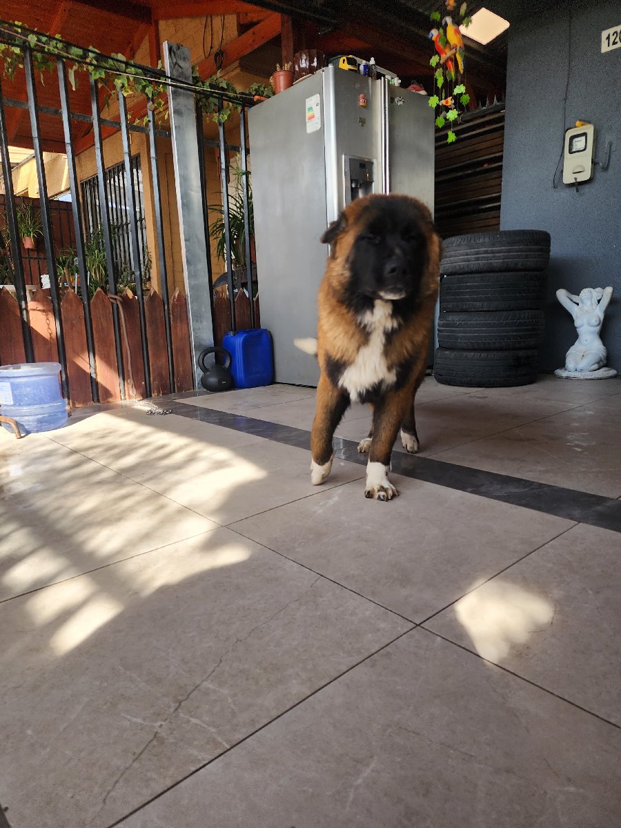 Foto de Perrito