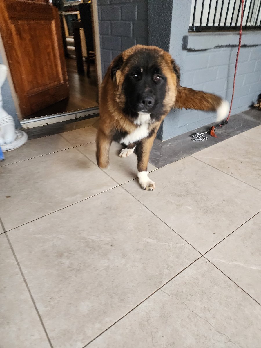 Foto de Perrito