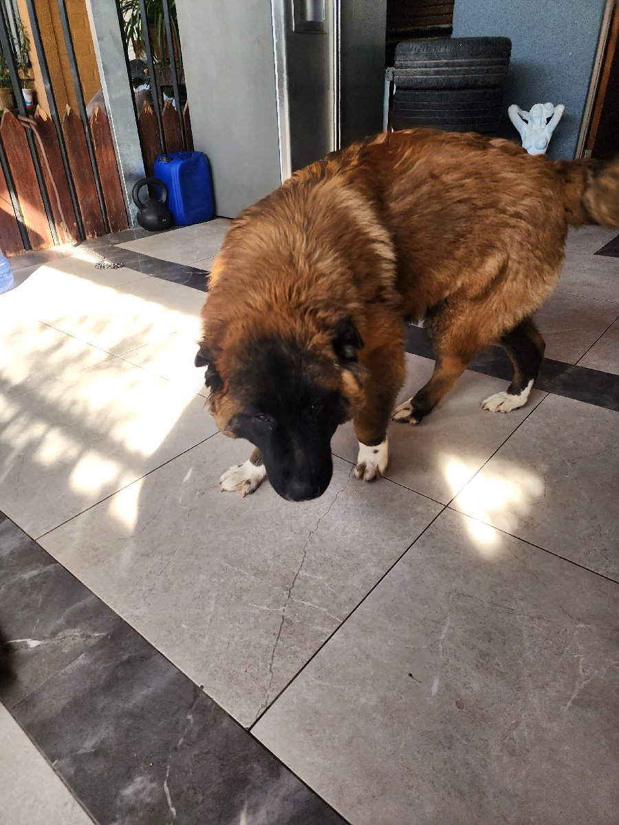 Foto de Perrito