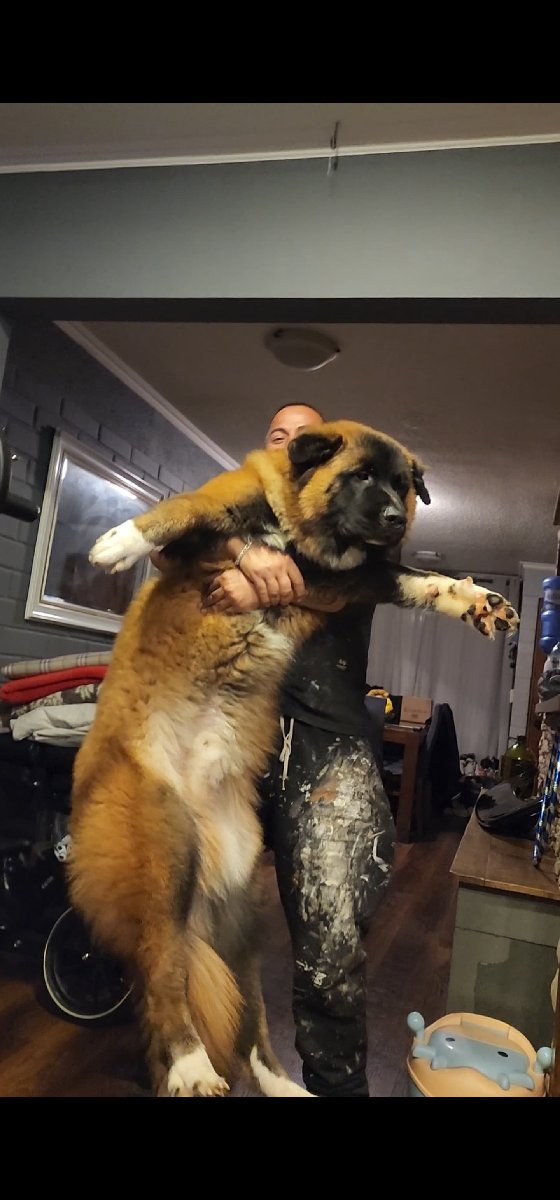 Foto de Perrito