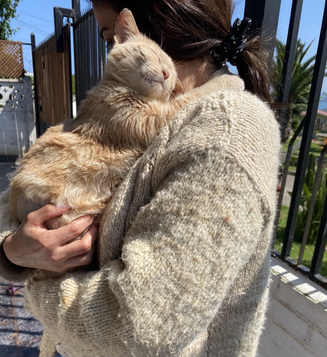 Foto de Clementina (opcional), gato en adopción en Cartagena