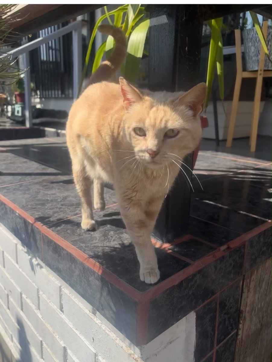 Foto de Clementina (opcional)