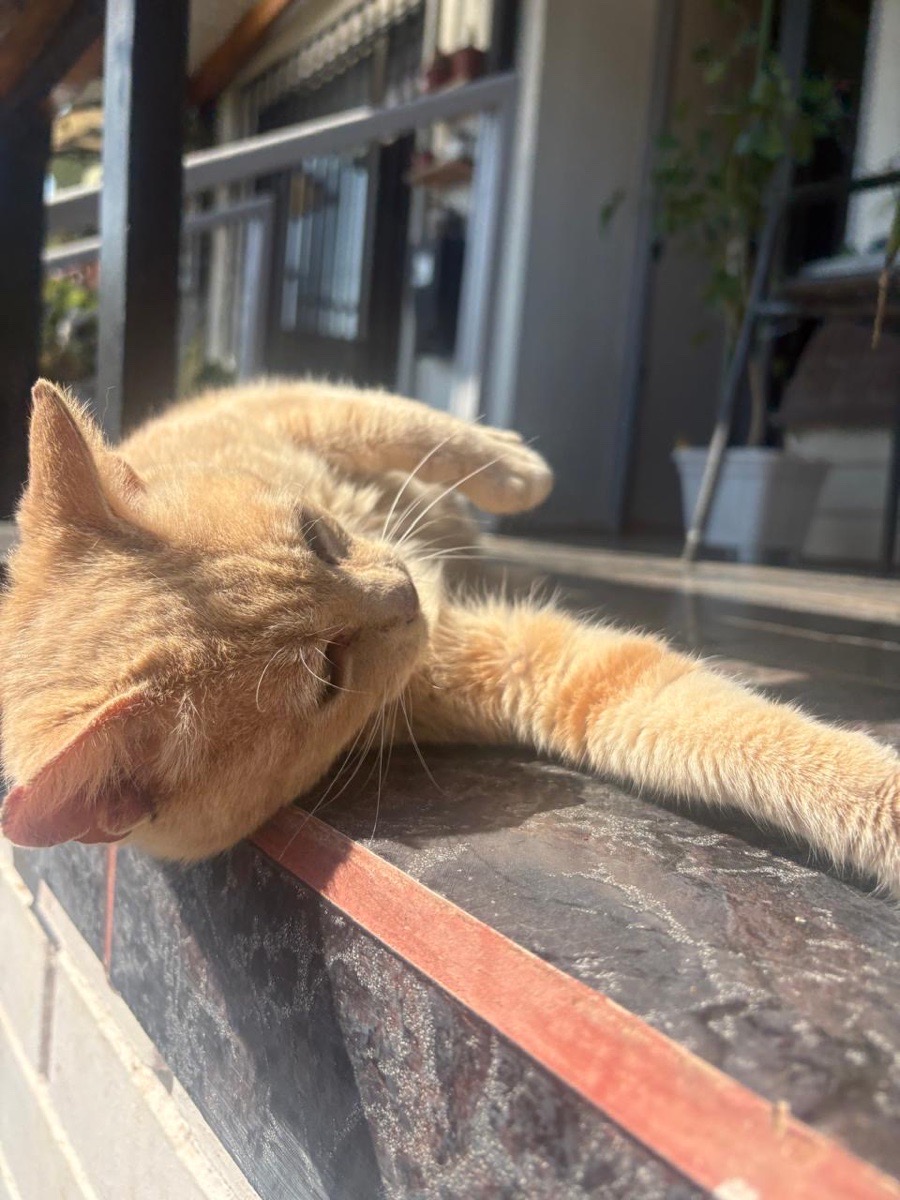 Foto de Clementina (opcional)