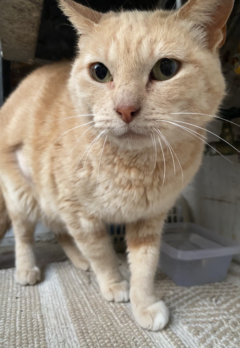 Foto de Clementina (opcional)