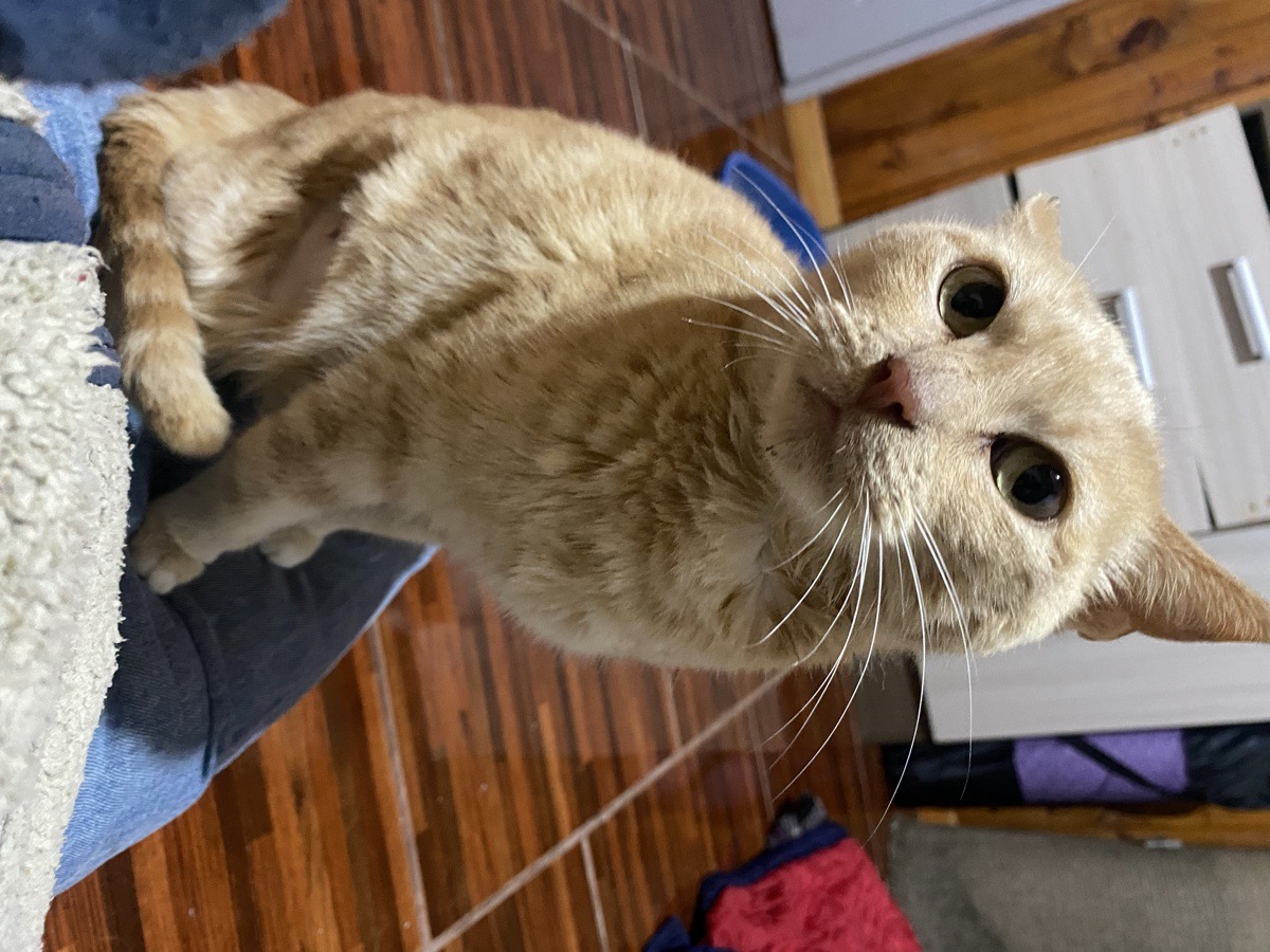 Foto de Clementina (opcional)
