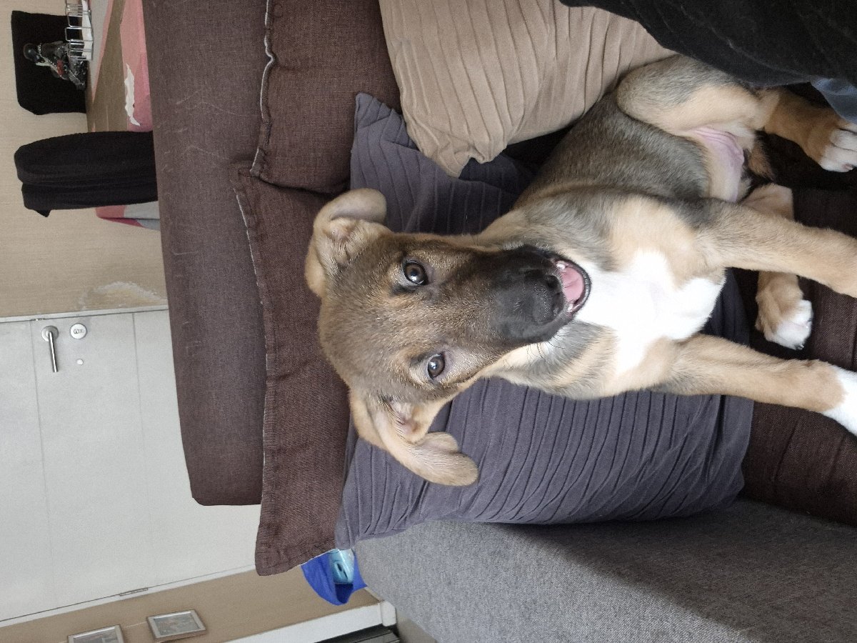 Foto de Perrito, perro en adopción en San Miguel