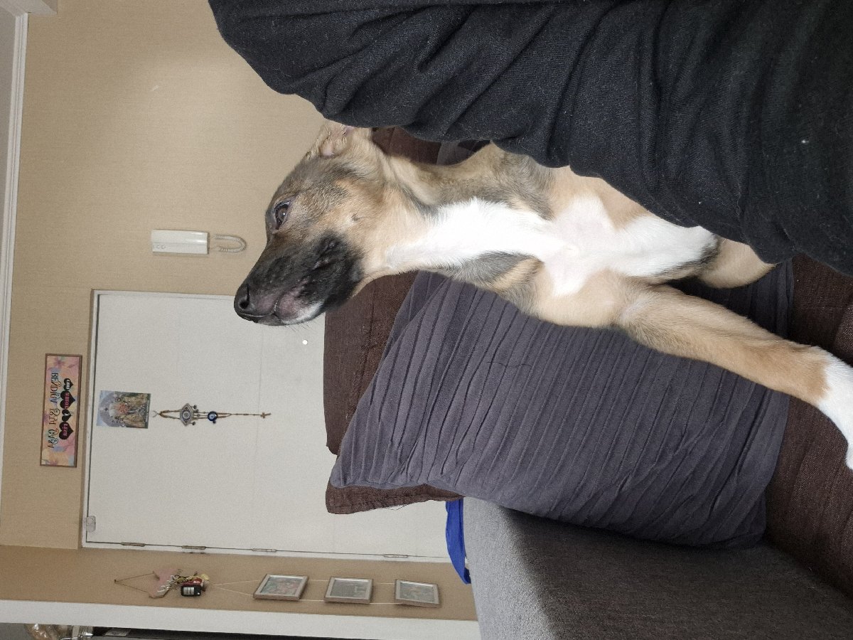 Foto de Perrito