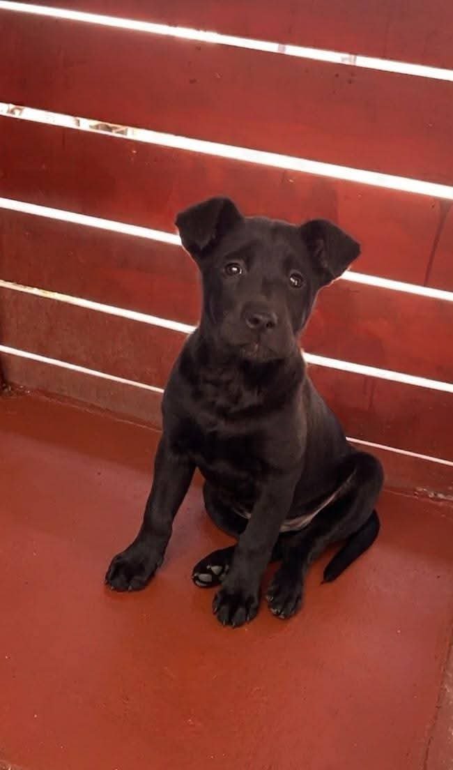 Foto de Morocha, perro en adopción en Melipilla