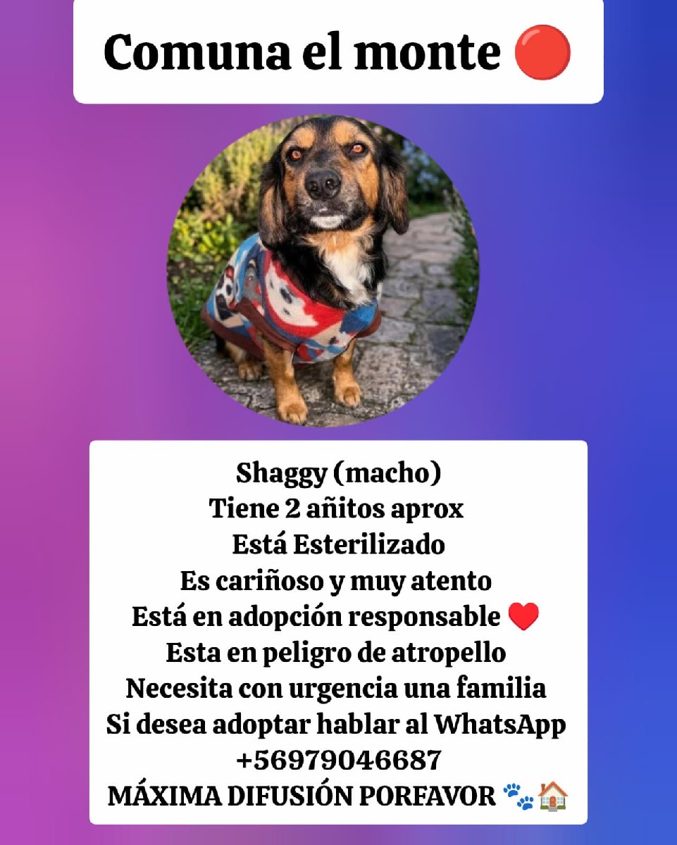 Foto de Shaggy