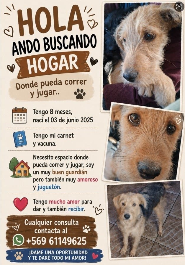 Foto de Perrito, perro en adopción en Melipilla