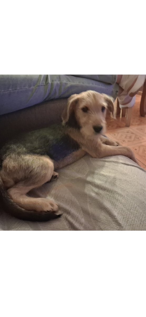 Foto de Perrito