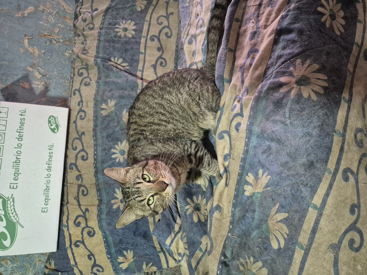 Foto de Lloron, gato en adopción en Pudahuel