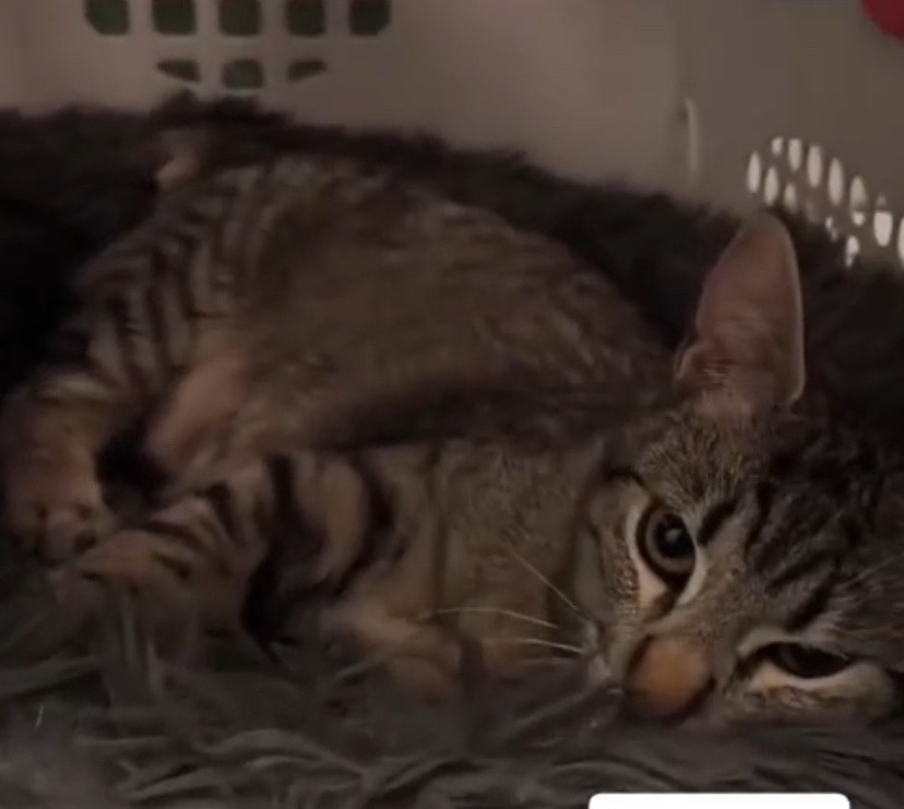 Foto de tirica, gato en adopción en Las Condes