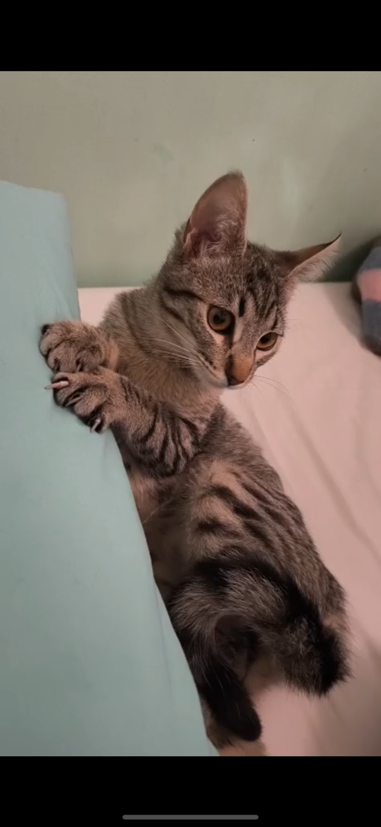 Foto de tirica