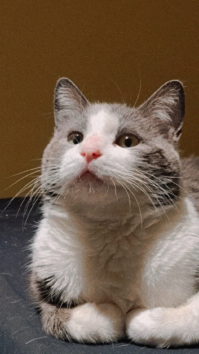 Foto de Benito💛, gato en adopción en Independencia