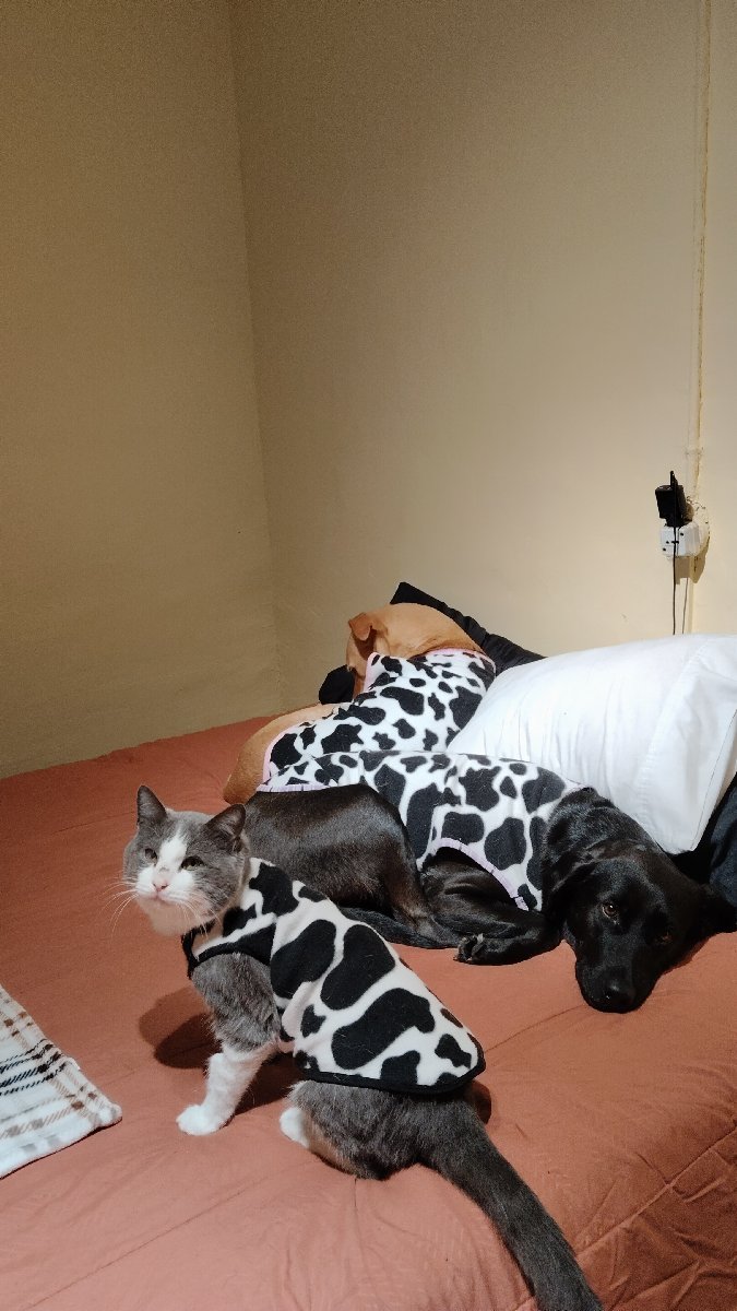 Foto de Benito💛