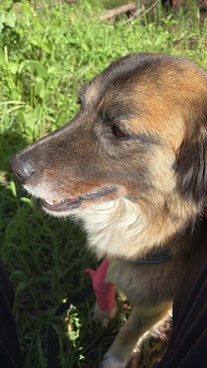 Foto de Perrito