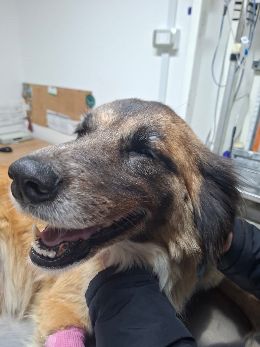 Foto de Perrito