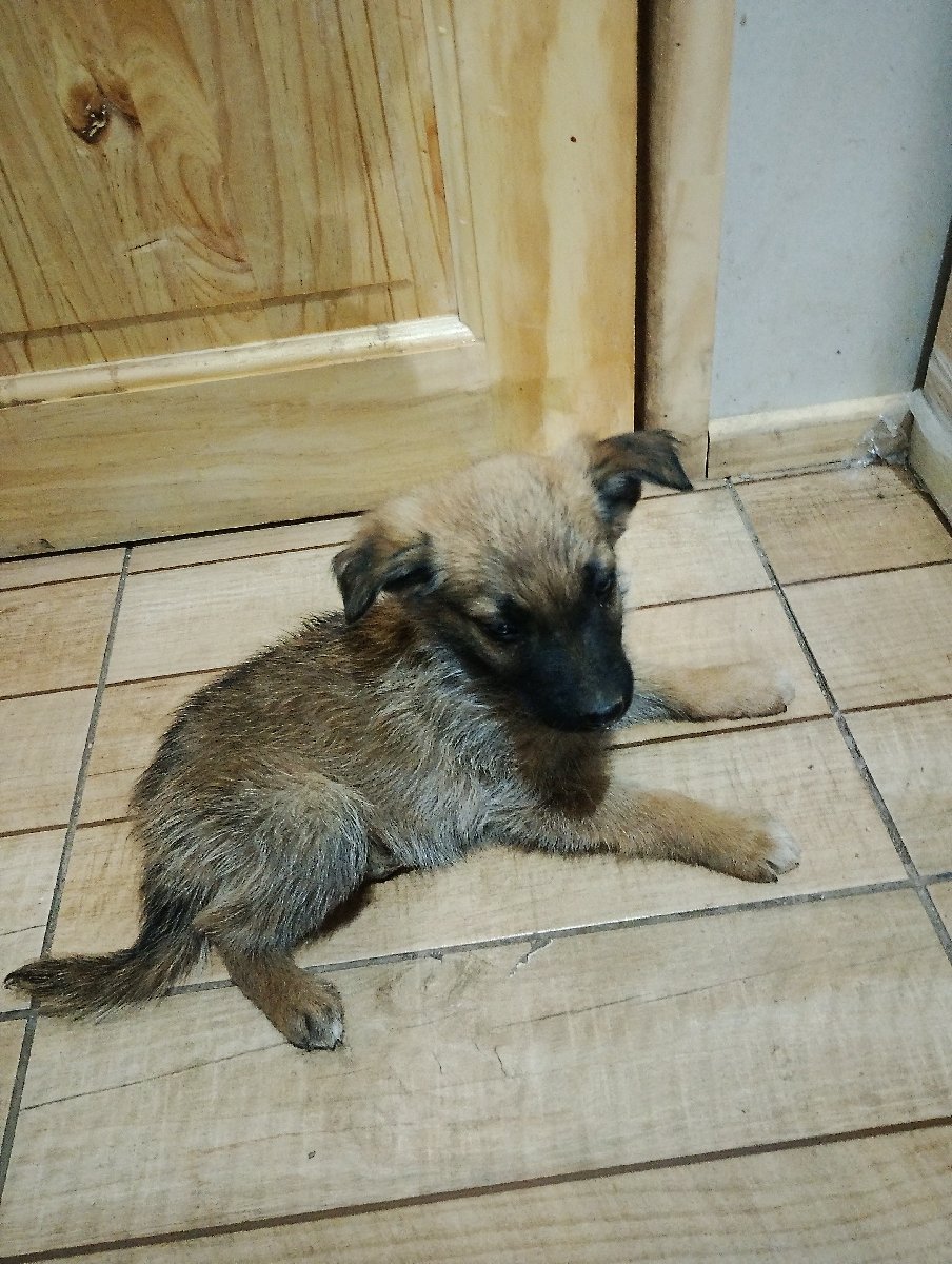 Foto de Perrito