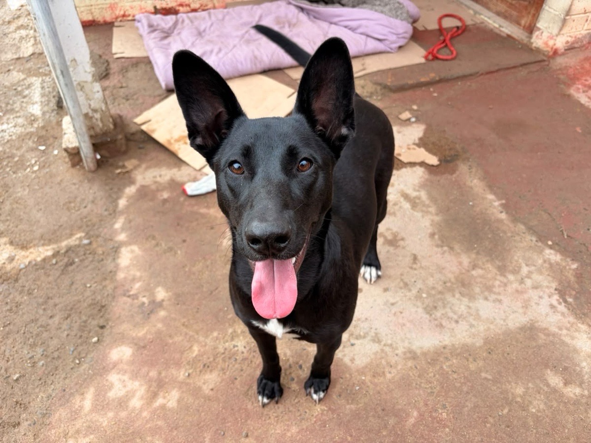 Foto de Aura, perro en adopción en Villa Alemana