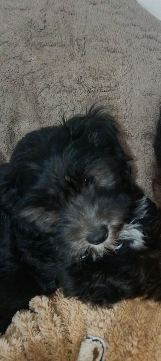 Foto de Perrito