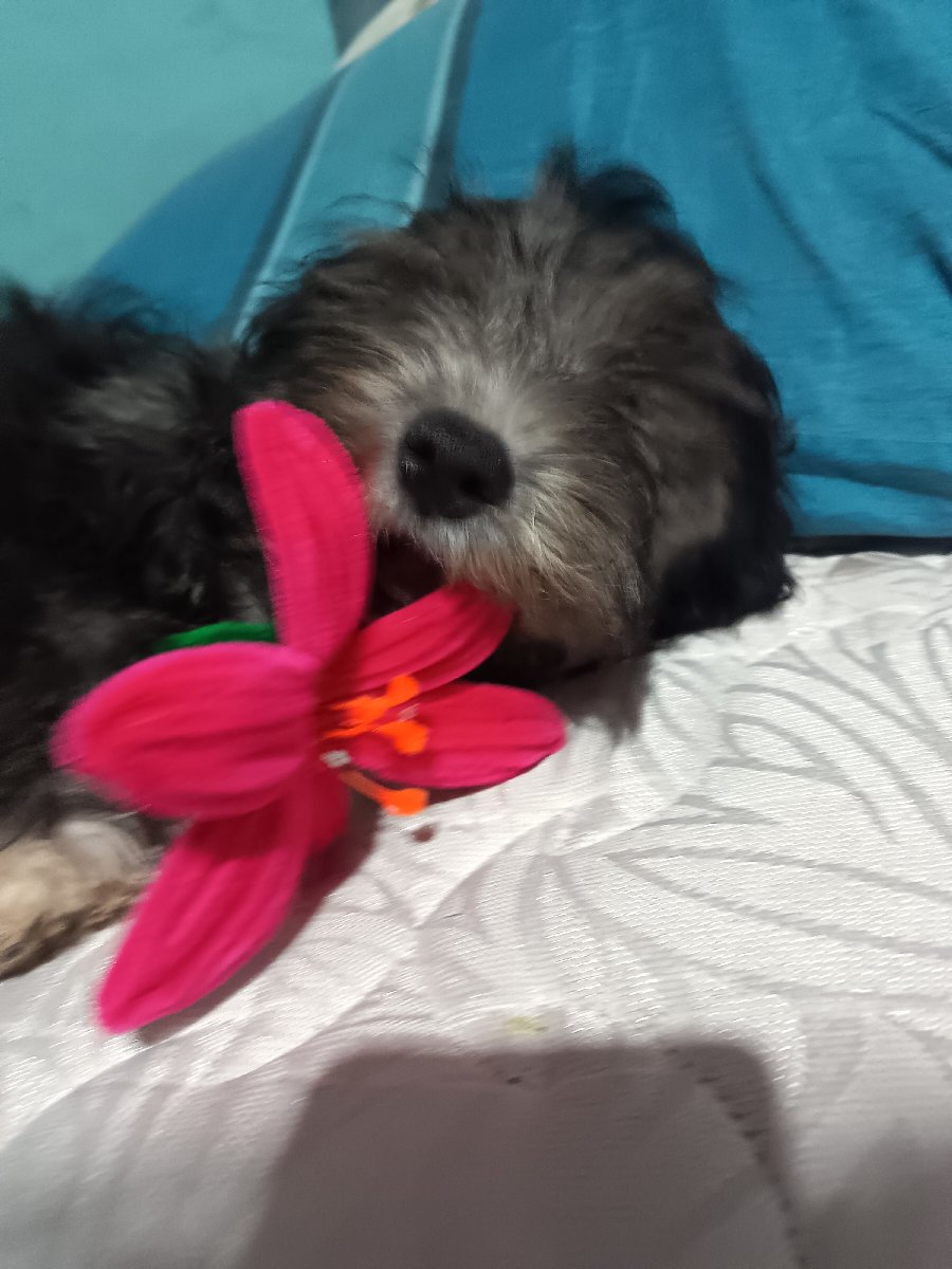 Foto de Perrito