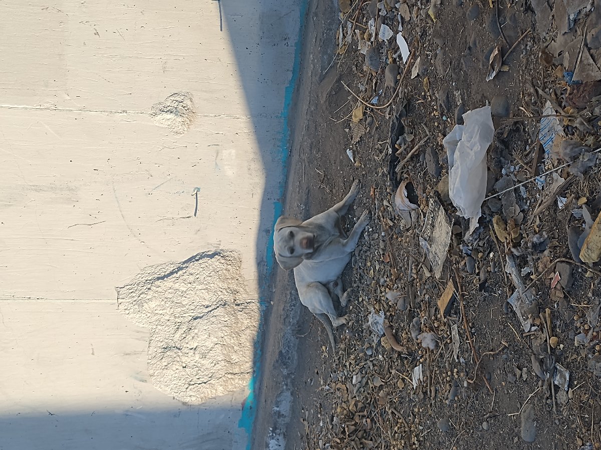 Foto de Perrito
