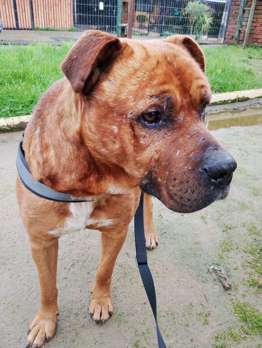 Foto de Thor, perro en adopción en Talca