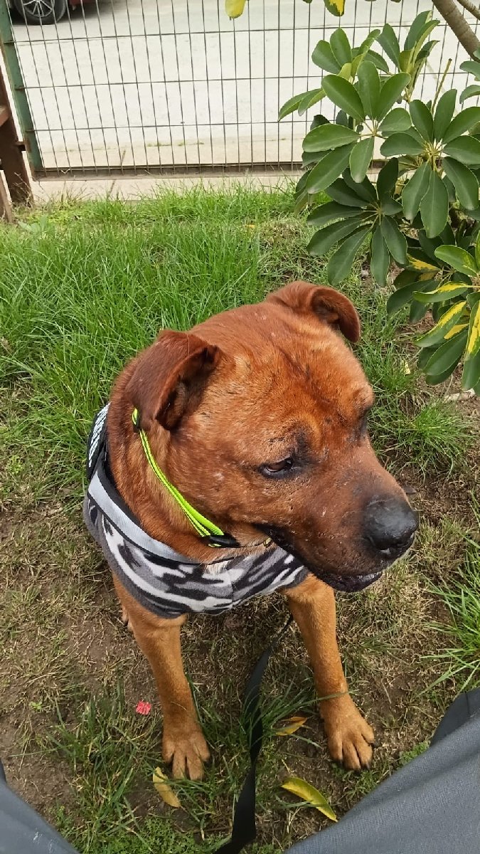 Foto de Thor
