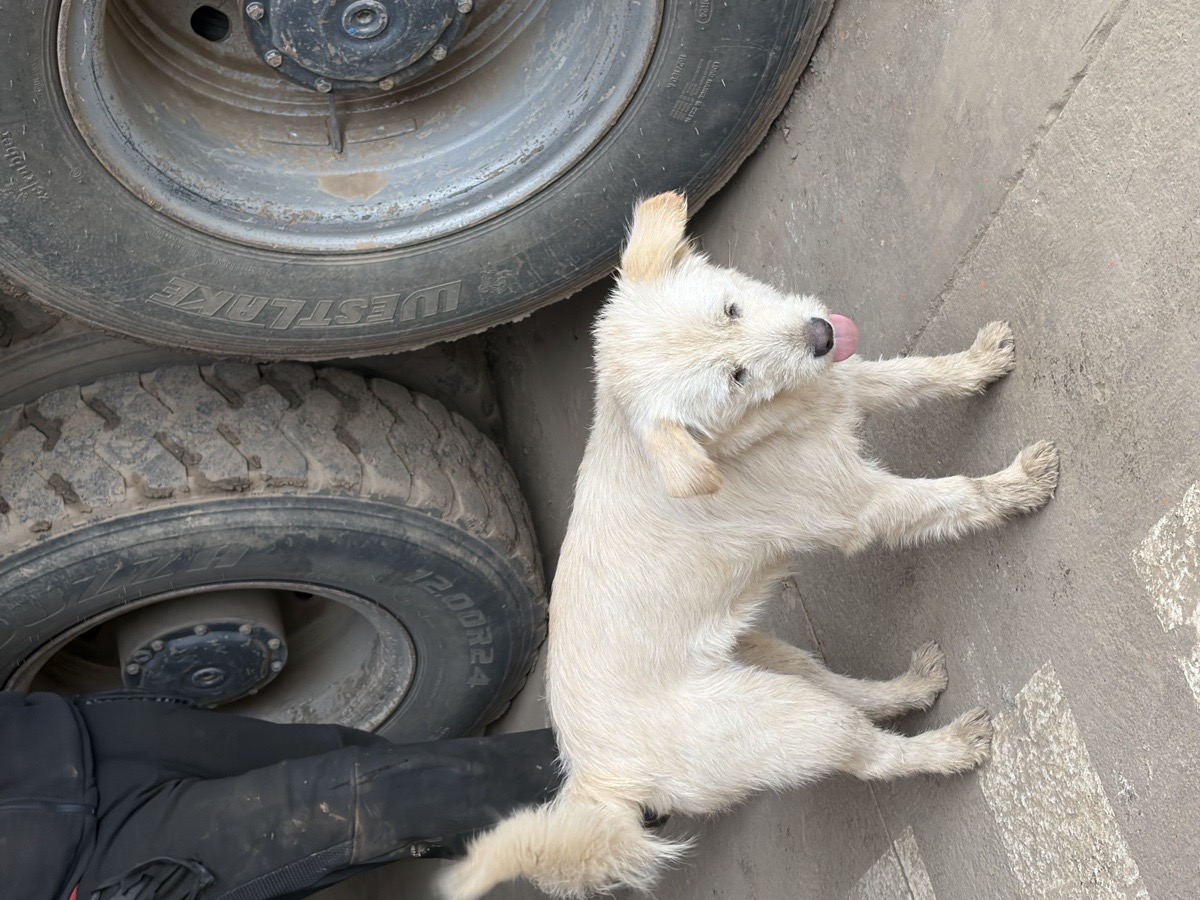 Foto de Perrito