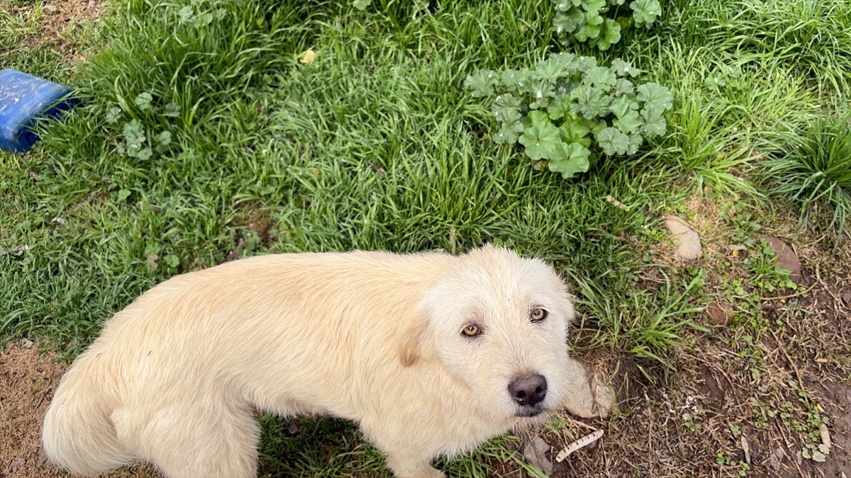 Foto de Perrito