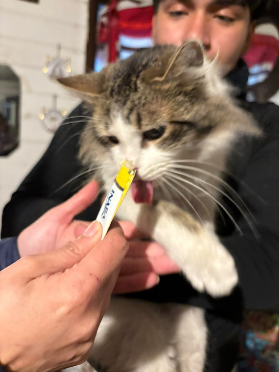 Foto de Gatito